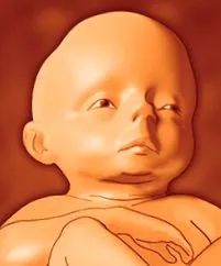 седмици