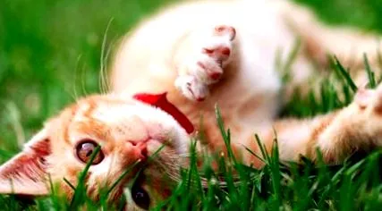 котки