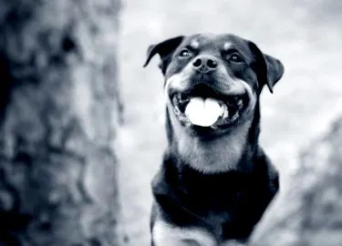 dogs
