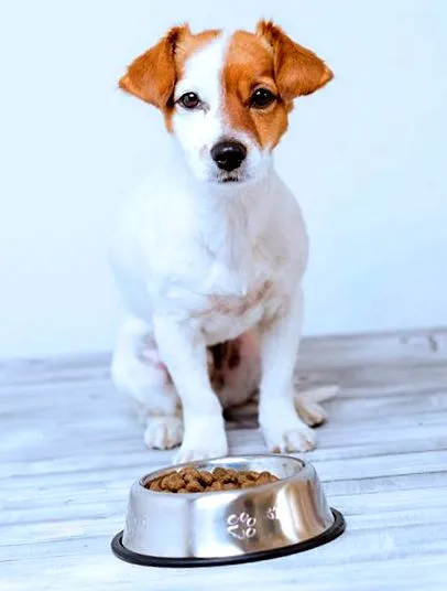 veterinaria