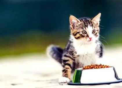 котки
