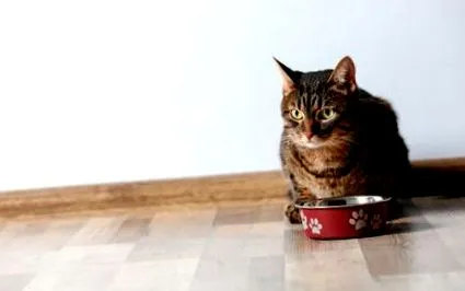 котешка храна