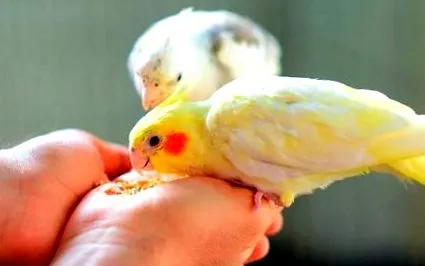 какаду