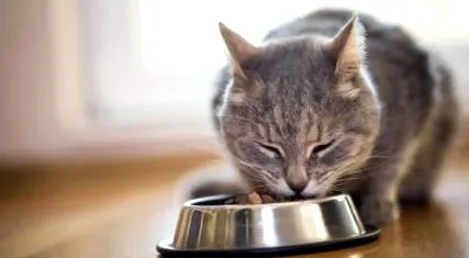 котки