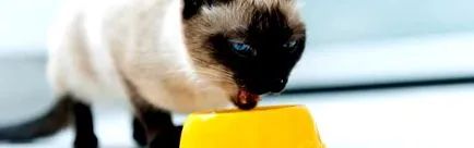 котка