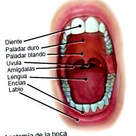 guide