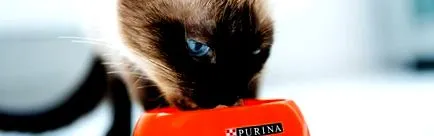 котешка