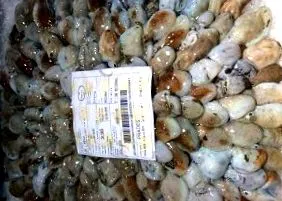 главоноги