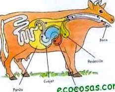ecocosas