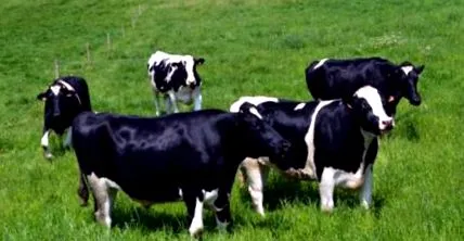 campo