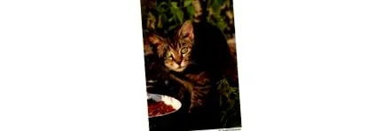 котки