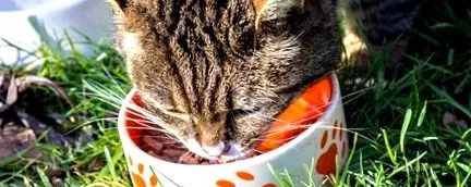 котка