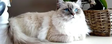 котката