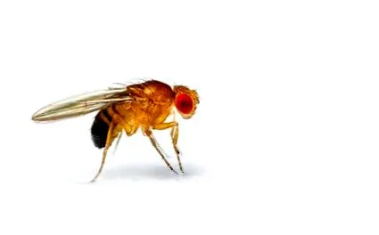 Drosophila melanogaster