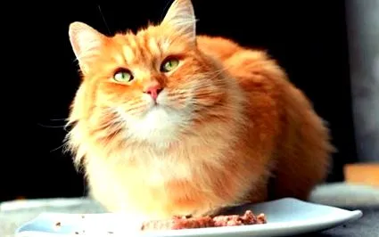 котешки