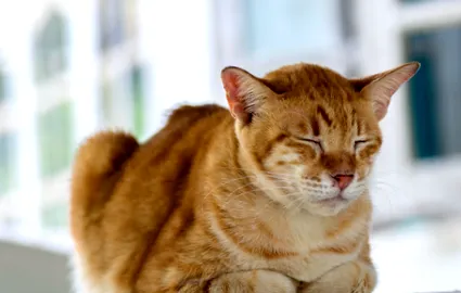 котешка