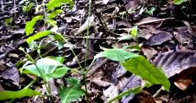 ayahuasca