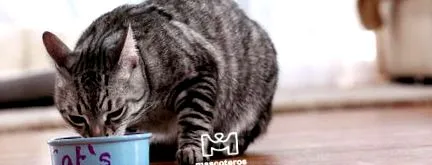котки