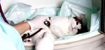котки