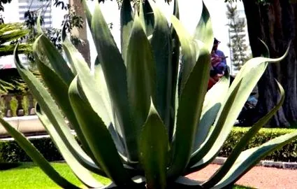 като