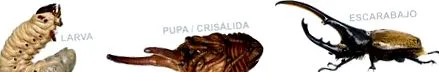 династи