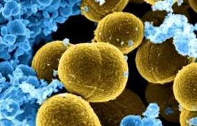 aureus