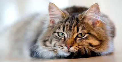 котки