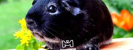 свинче