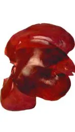 черен дроб