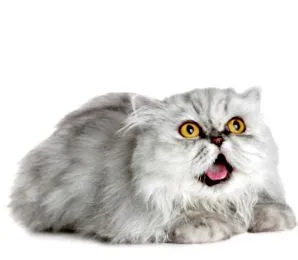 wikipets