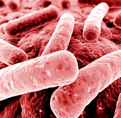 enterobacteriaceae
