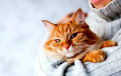 котка