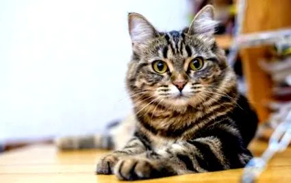 лямблии котки