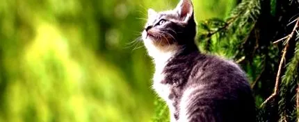 котки