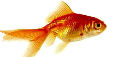 caregoldfish