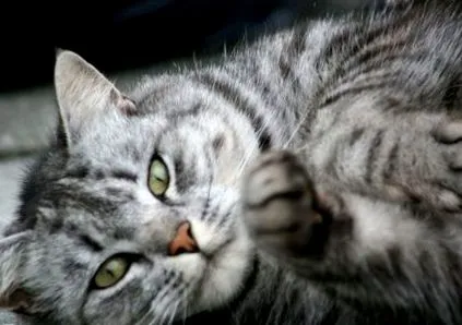 котки
