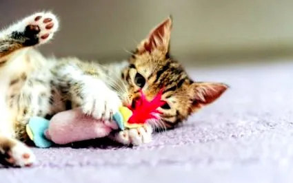котки