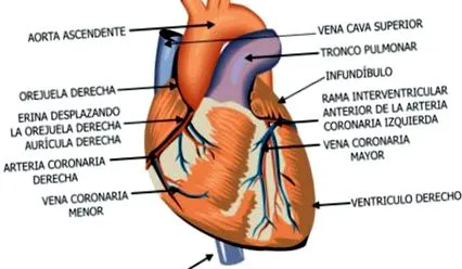 диетата