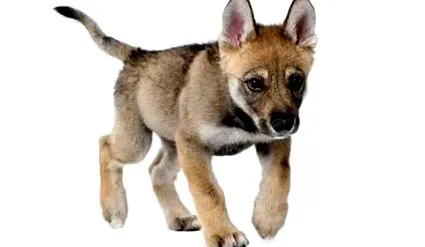 Canis lupus