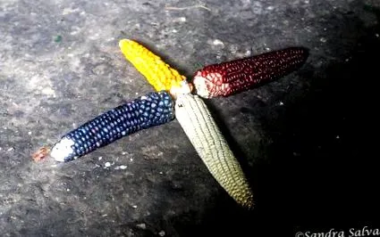 маите