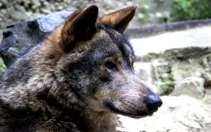 canis