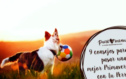 съвета