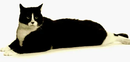 котячий котячий