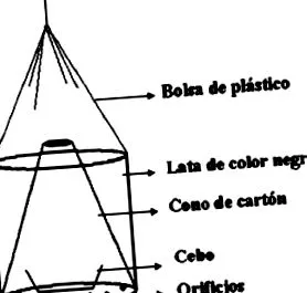 sericata
