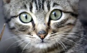 котки