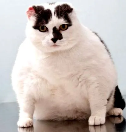 котката