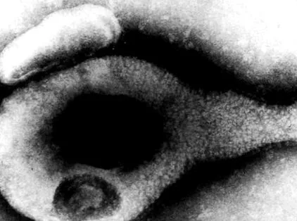 mycoplasma