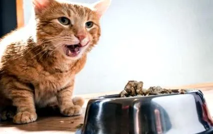 котката