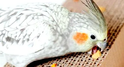 нимфите