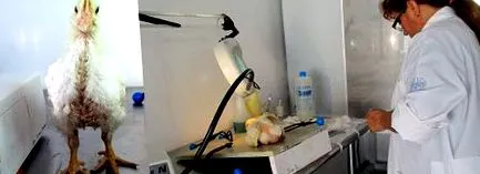 вивчення аспірантурі